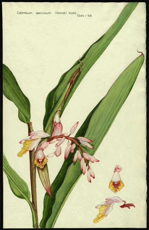 Catimbium speciosum (Wendl.) Holtt. Catimbium speciosum (Wendl.) Holtt.