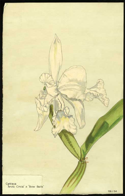 Cattleya 'Arctic Circle' X 'Bow Bells' Cattleya 'Arctic Circle' X 'Bow Bells'