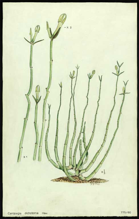 Ceropegia dichotoma Haw. Ceropegia dichotoma Haw.