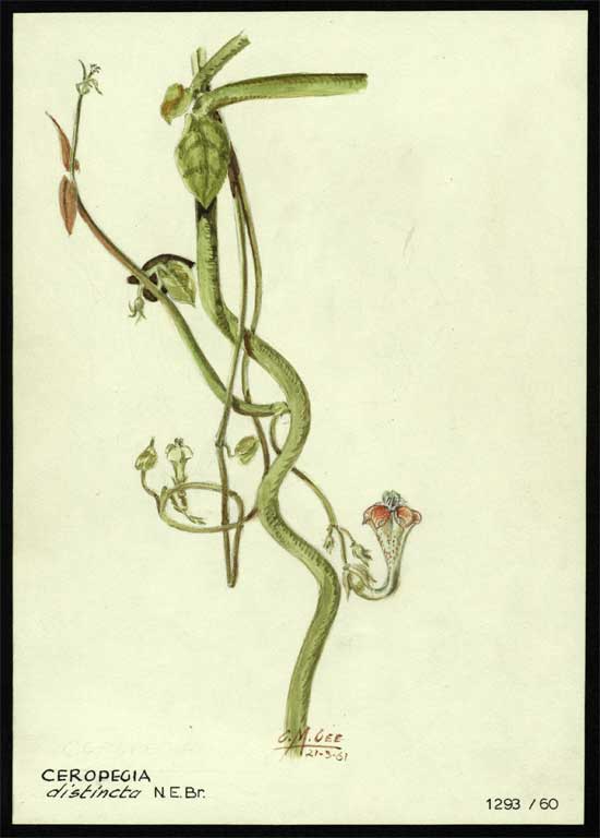 Ceropegia distincta N. E. Br. Ceropegia distincta N. E. Br.
