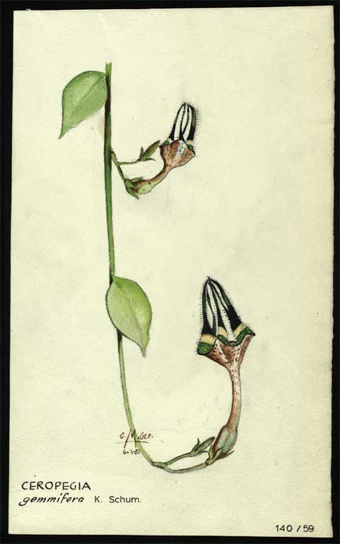 Ceropegia gemmifera Ceropegia gemmifera