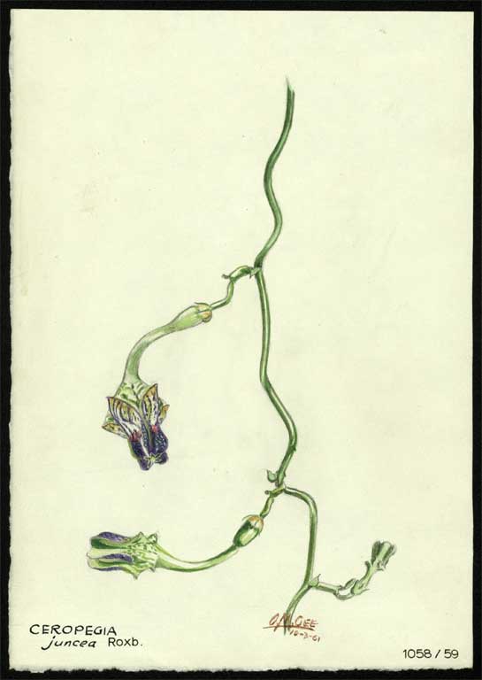 Ceropegia juncea Roxb Ceropegia juncea Roxb