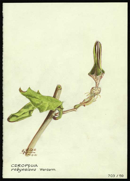 Ceropegia robynsiana Werderm. Ceropegia robynsiana Werderm.