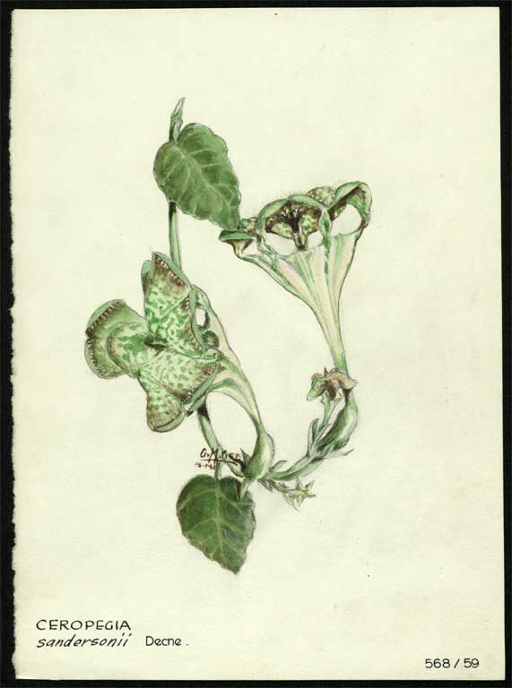 Ceropegia sandersonii Decne. Ceropegia sandersonii Decne.