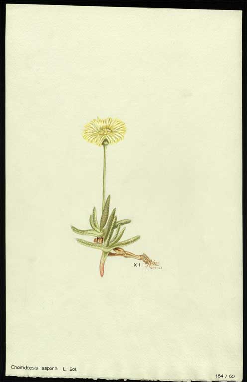 Cheiridopsis aspera L. Bol. Cheiridopsis aspera L. Bol.