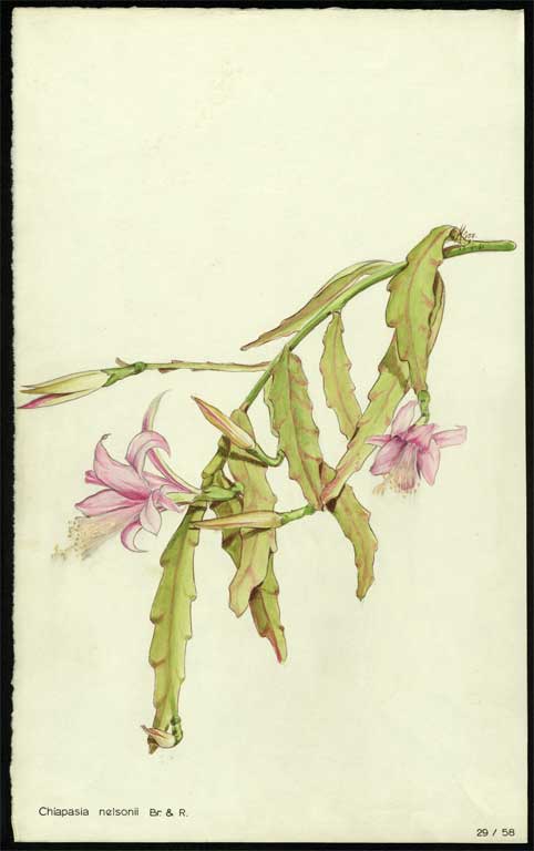 Chiapasia nelsonii Br. & R. Chiapasia nelsonii Br. & R.