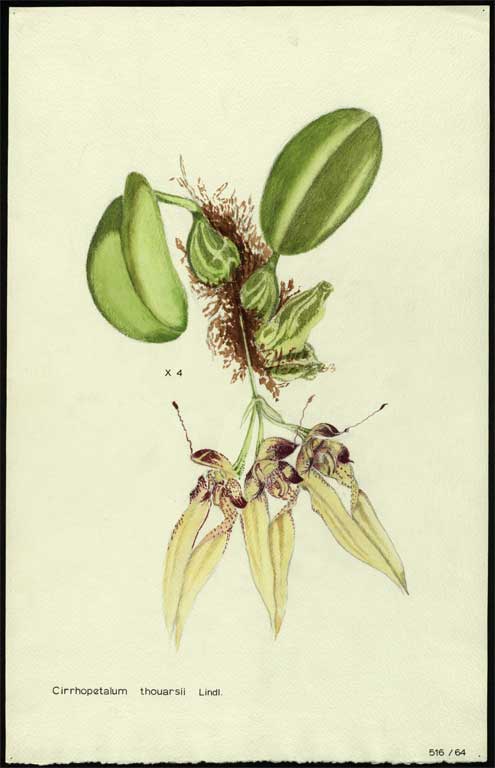Cirrhopetalum thouarsii Lindl. Cirrhopetalum thouarsii Lindl.