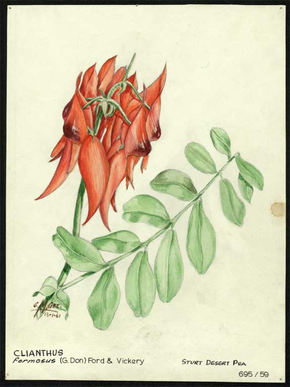 Clianthus formosus (G. Don) Clianthus formosus (G. Don)
