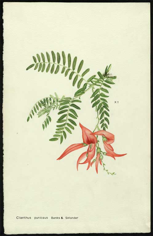 Clianthus puniceus Clianthus puniceus