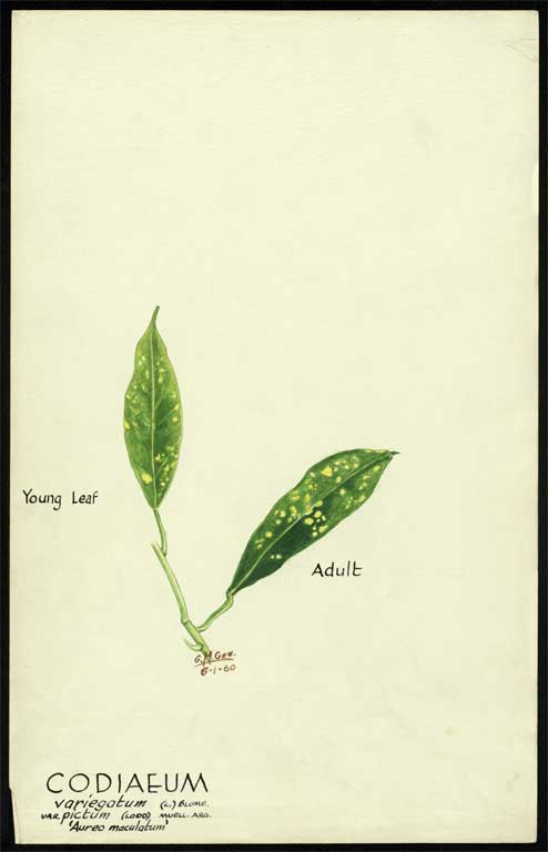 Codiaeum Variegatum (L.) Blume var. pictum (Lodd) muell. Arg. 'Aureo - maculatum' Codiaeum Variegatum (L.) Blume var. pictum (Lodd) muell. Arg. 'Aureo - maculatum'
