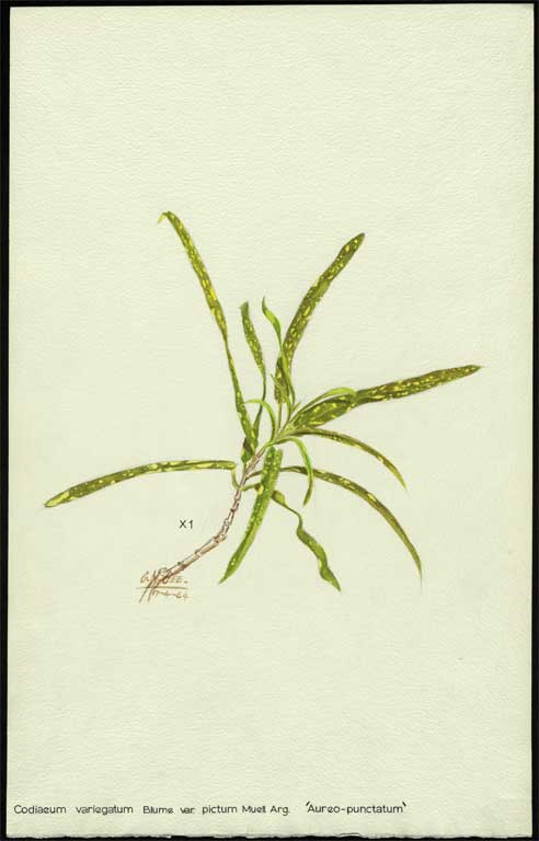 Codiaeum Blume var. pictum Muell. Arg. 'Aureo - punctatum' Codiaeum Blume var. pictum Muell. Arg. 'Aureo - punctatum'