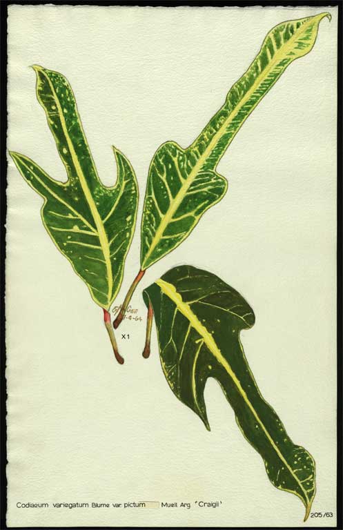Codiaeum variegatum Blume var. pictum Muell. Arg. 'Craigii' Codiaeum variegatum Blume var. pictum Muell. Arg. 'Craigii'