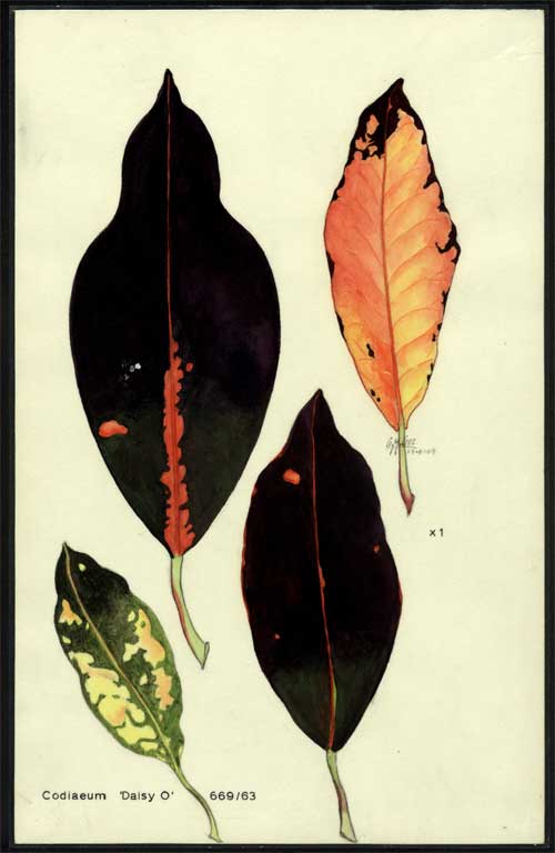 Codiaeum Codiaeum
