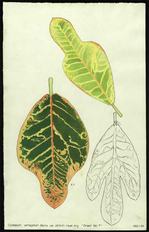 Codiaeum variegatum Blume var. pictum Muell. Arg. 'Dreer No 7' Codiaeum variegatum Blume var. pictum Muell. Arg. 'Dreer No 7'
