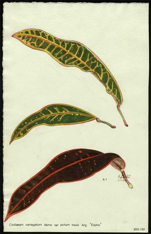 Codiaeum variegatum Blume var. pictum Muell. Arg. 'Elaine' Codiaeum variegatum Blume var. pictum Muell. Arg. 'Elaine'