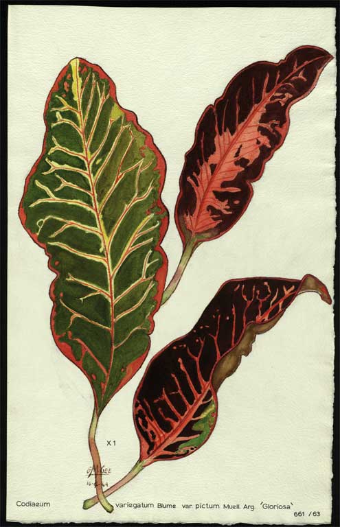 Codiaeum variegatum Blume var. pictum Muell. Arg. 'Gloriosa' Codiaeum variegatum Blume var. pictum Muell. Arg. 'Gloriosa'