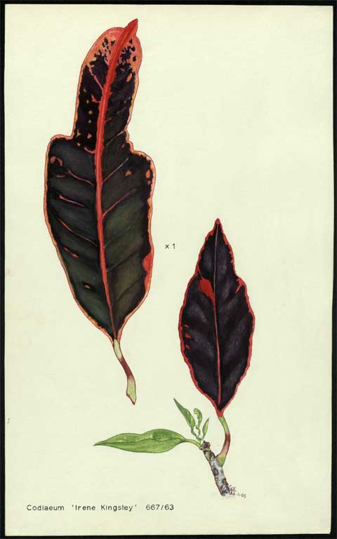 Codiaeum 'Irene Kingsley' Codiaeum 'Irene Kingsley'