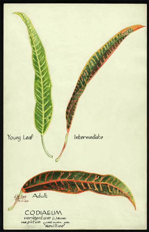 Codiaeum variegatum (L.) Blume var. pictum (Lodd) Muell. Arg. 'Nevilliae' Codiaeum variegatum (L.) Blume var. pictum (Lodd) Muell. Arg. 'Nevilliae'