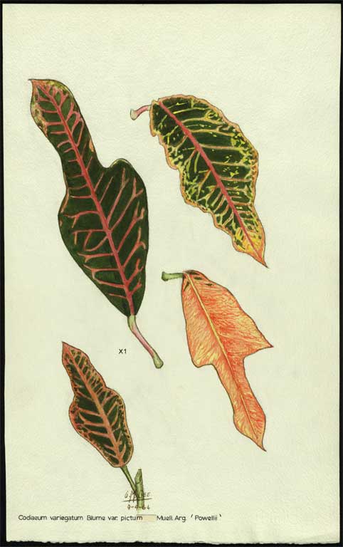 Codiaeum variegatum Blume var. pictum Muell. Arg. 'Powellii' Codiaeum variegatum Blume var. pictum Muell. Arg. 'Powellii'