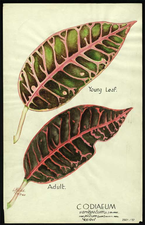 Codiaeum variegatum (L) Blume var. pictum (Lodd) Muell. Arg. 'Reidii' Codiaeum variegatum (L) Blume var. pictum (Lodd) Muell. Arg. 'Reidii'