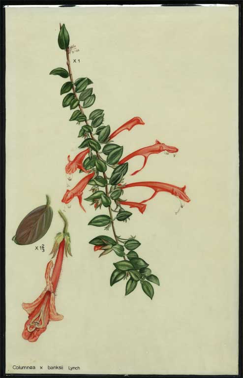 Columnea x banksii Lynch Columnea x banksii Lynch