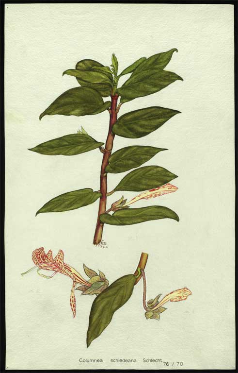 Columnea schiedeana Schlecht Columnea schiedeana Schlecht