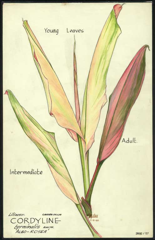 Liliaceae. Garden origin Cordyline terminalis Knuth. 'Albo-Rosea' Liliaceae. Garden origin Cordyline terminalis Knuth. 'Albo-Rosea'