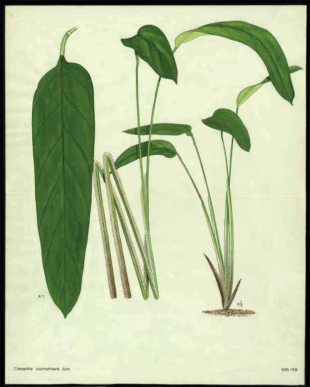 Ctenanthe luschnathiana Eichl. Ctenanthe luschnathiana Eichl.