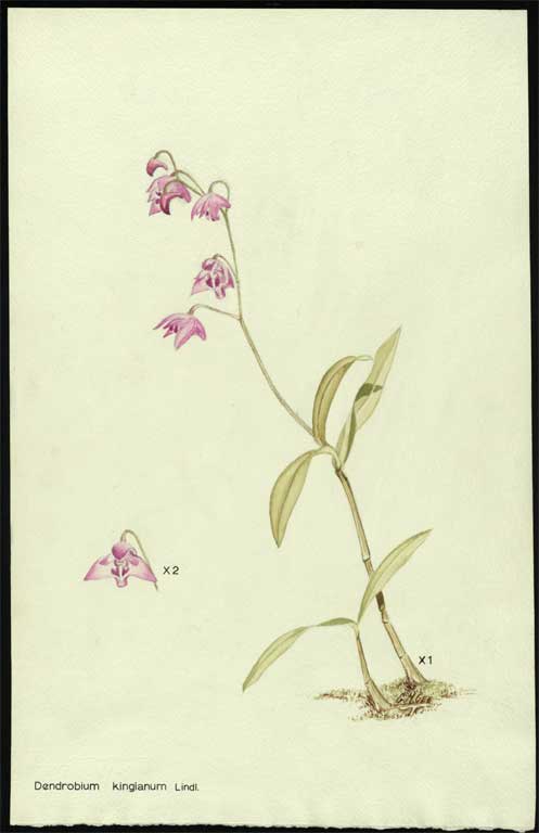 Dendrobium kingianum Lindl. Dendrobium kingianum Lindl.