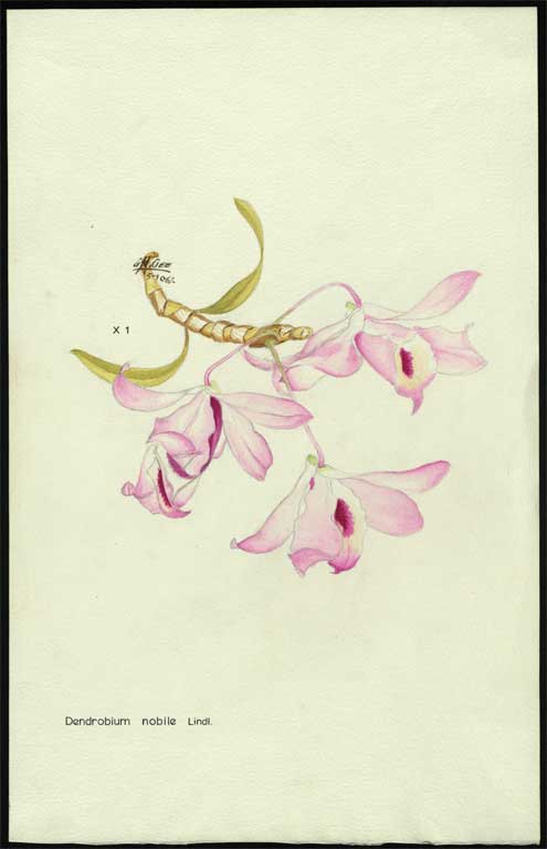 Dendrobium nobile Lindl. Dendrobium nobile Lindl.