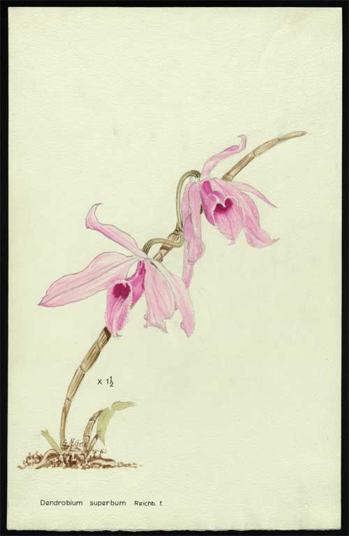 Dendrobium superbum Reichb. F. Dendrobium superbum Reichb. F.