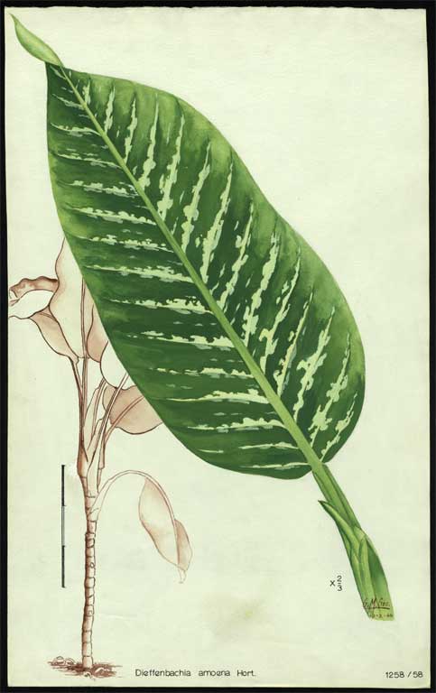 Dieffenbachia amoena Hort. Dieffenbachia amoena Hort.