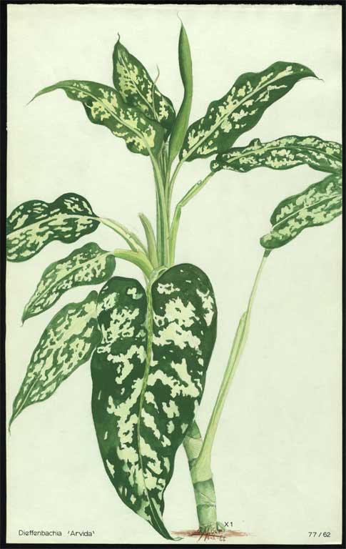 Dieffenbachia 'Arvida' Dieffenbachia 'Arvida'