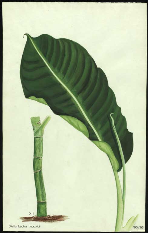 Dieffenbachia leopoldii Dieffenbachia leopoldii