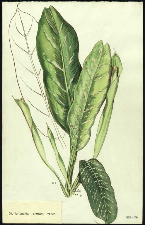 Dieffenbachia jenmannii Veitch Dieffenbachia jenmannii Veitch