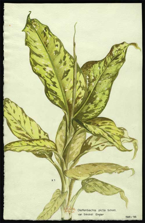 Dieffenbachia picta Schott. var. bausei Engler Dieffenbachia picta Schott. var. bausei Engler