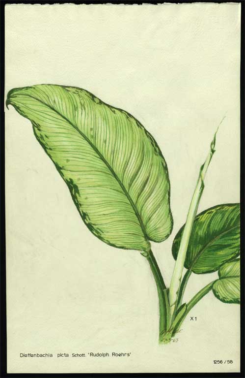 Dieffenbachia picta Schott. 'Rudolph Roehrs' Dieffenbachia picta Schott. 'Rudolph Roehrs'