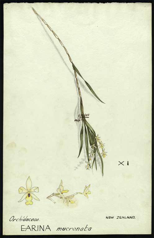 Orchidaceae Earina mucronata Orchidaceae Earina mucronata