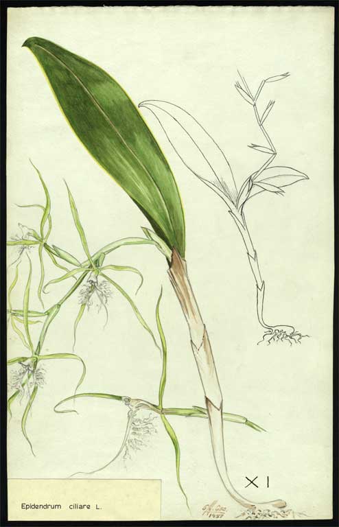 Epidendrum ciliare L. Epidendrum ciliare L.