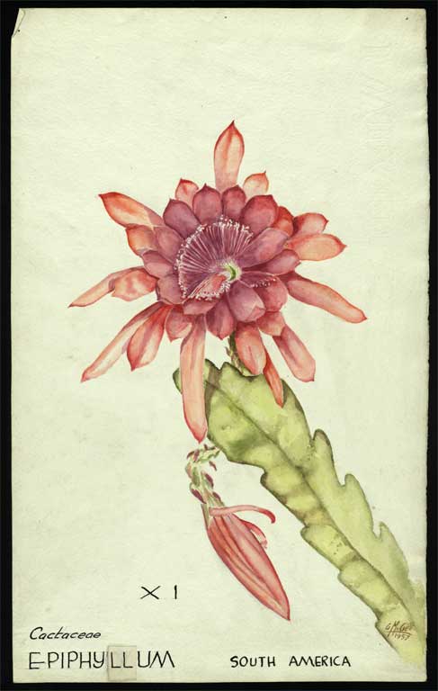 Cactaceae Epiphyllum Cactaceae Epiphyllum