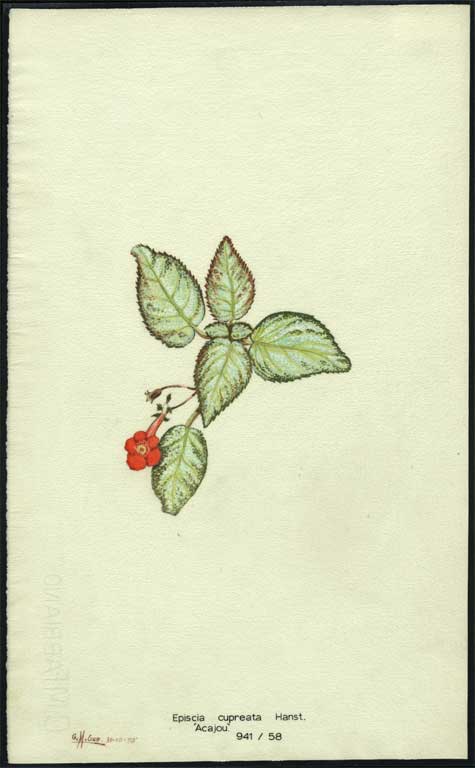 Episcia cupreata Hanst. 'Acajou' Episcia cupreata Hanst. 'Acajou'