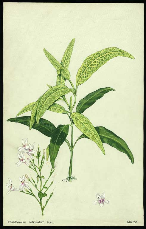 Eranthemum reticulatum Hort. Eranthemum reticulatum Hort.