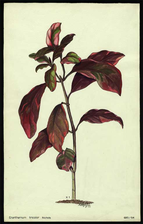 Eranthemum tricolour Nichols Eranthemum tricolour Nichols