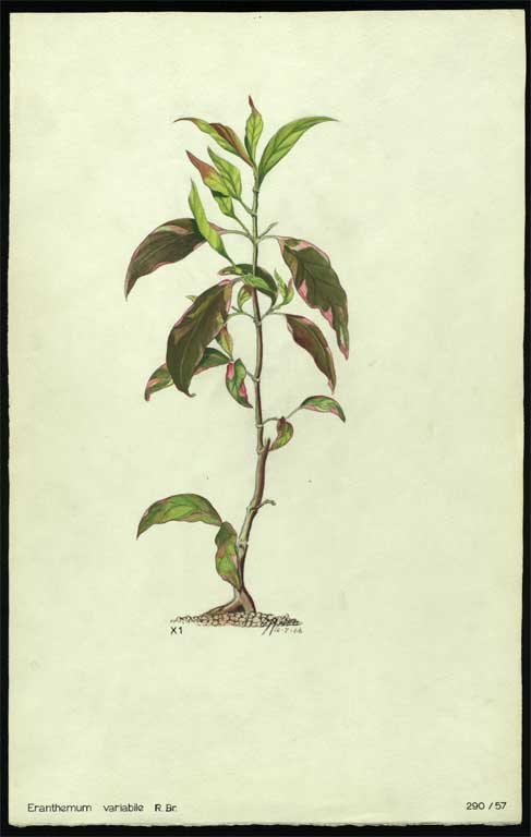 Eranthemum variabile R. Br. Eranthemum variabile R. Br.