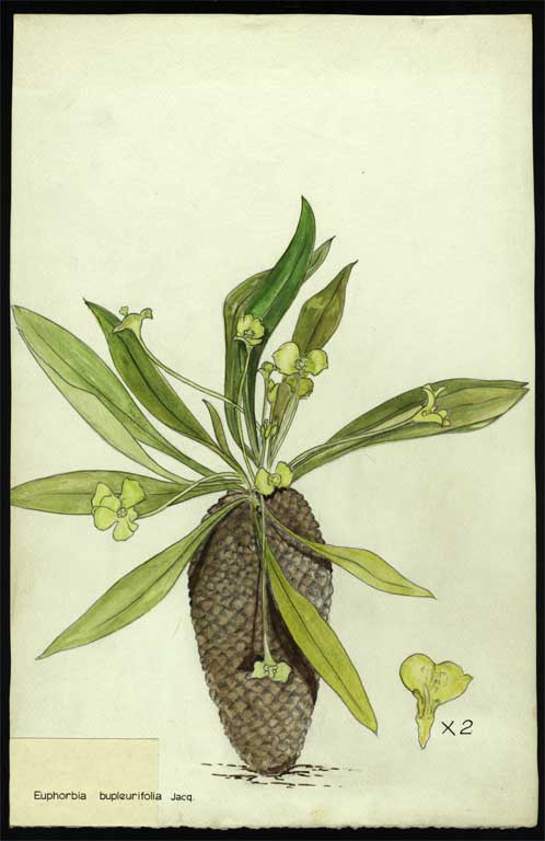 Euphorbia bupleurifolia Jacq Euphorbia bupleurifolia Jacq