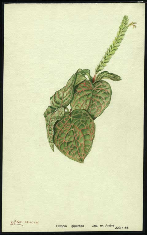 Fittonia gigantea Lind. ex Andre Fittonia gigantea Lind. ex Andre