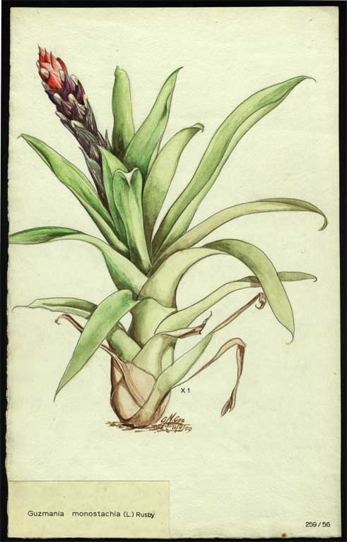 Guzmania monostachia (L.) Rusby Guzmania monostachia (L.) Rusby