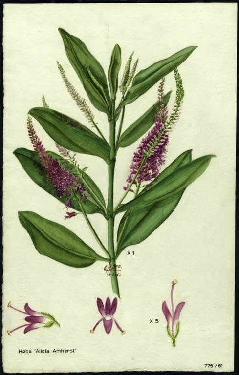 Hebe 'Alicia Amherst' Hebe 'Alicia Amherst'
