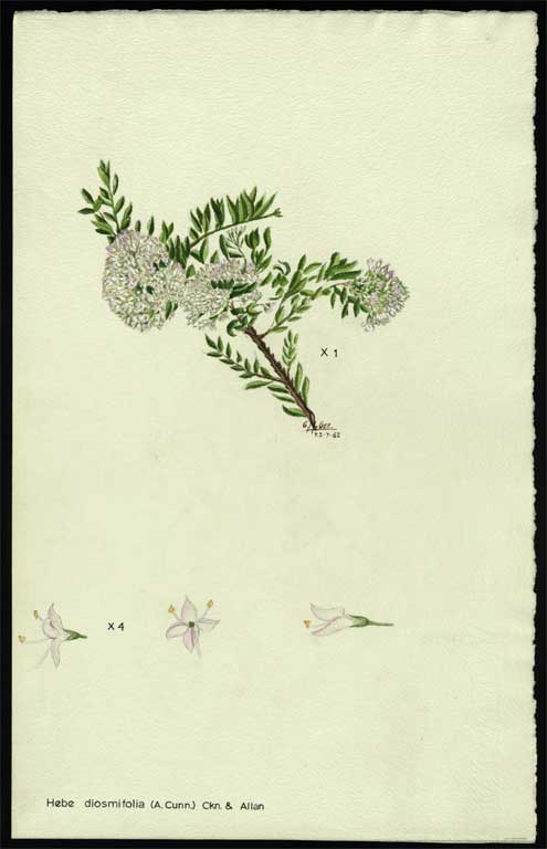 Hebe diosmifolia (A. Cunn.) Hebe diosmifolia (A. Cunn.)