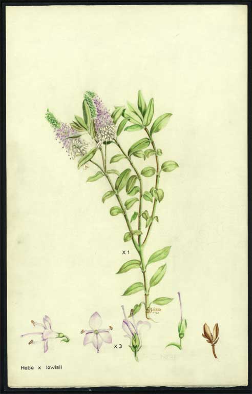 Hebe x lewisii Hebe x lewisii